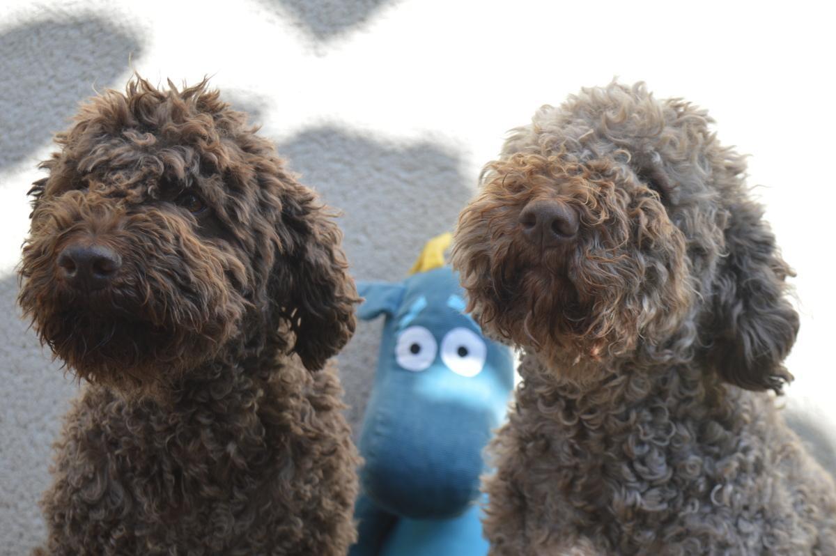 Cannelle et Gaya chiennes de M.Soullard Trufficulteur