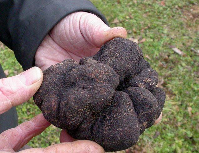 Truffe M.Soullard Truffe