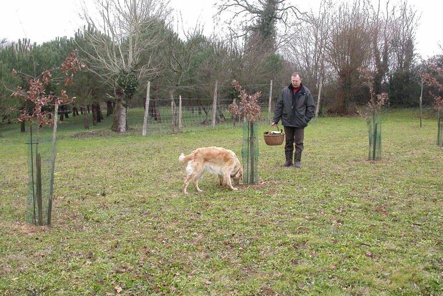 Cavage avec chienne cavage récolte de truffes
