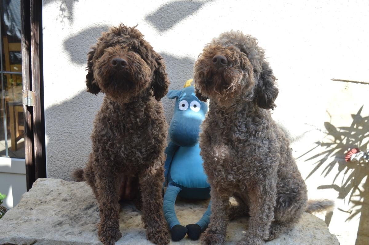 Cannelle et Gaya chiennes de trufficulteur