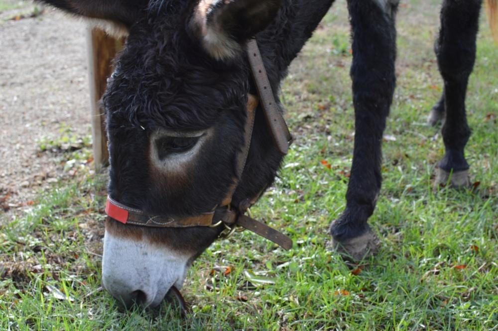Nos animaux guérisseurs
