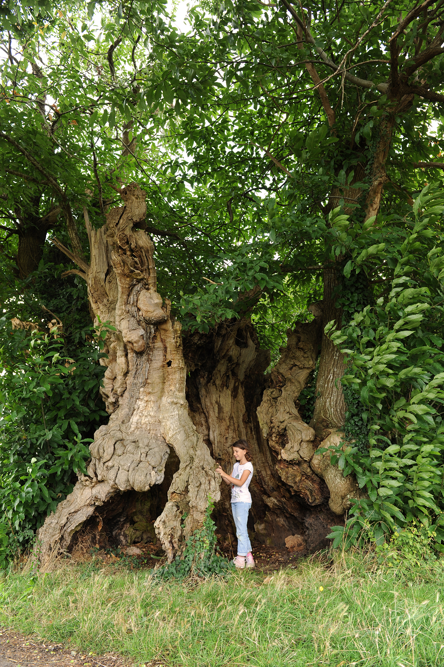 Mellois (PW) 8476gimp.JPG_1