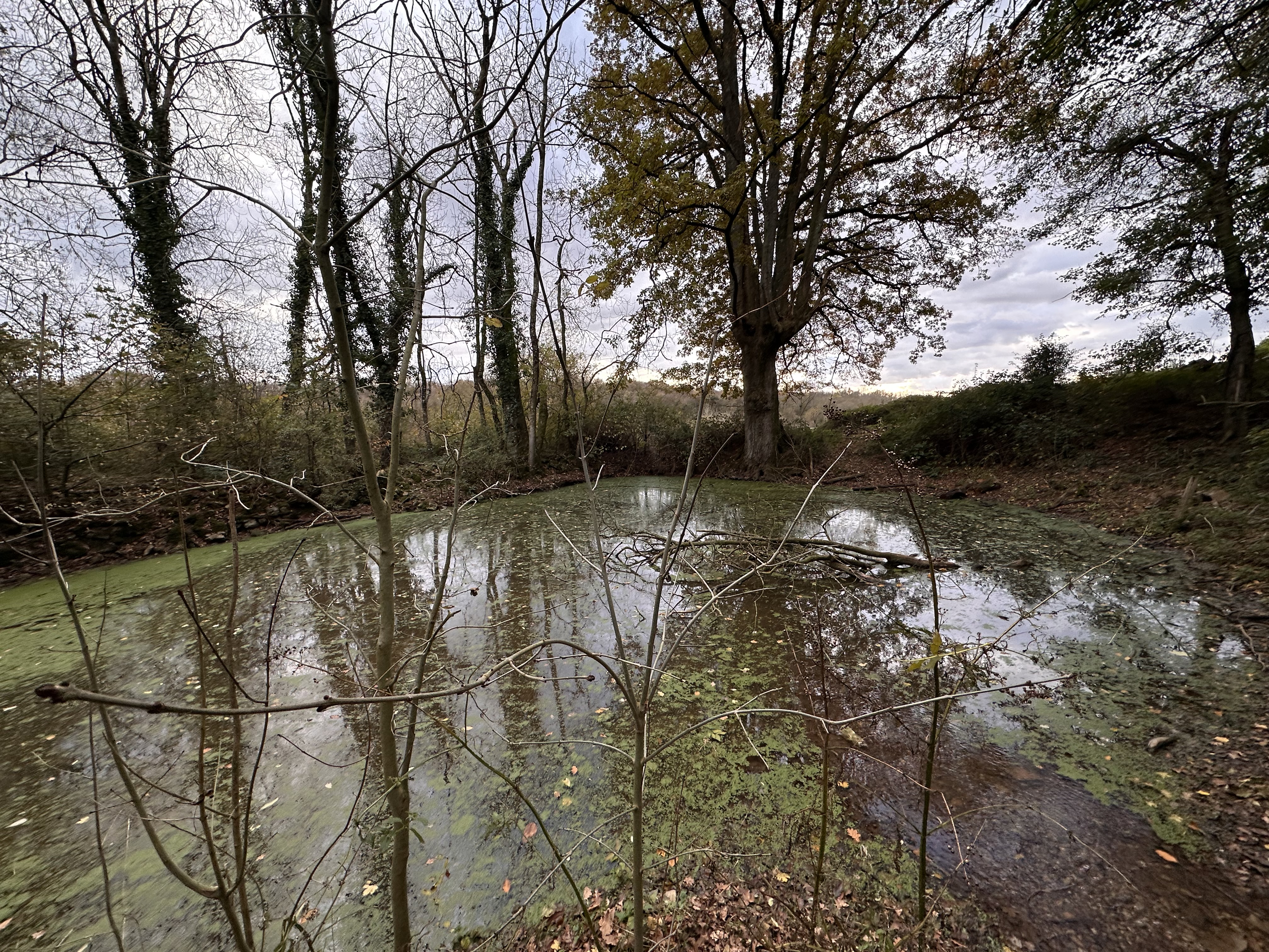 Les sources de Sèvre Niortaise à Sepvret 
