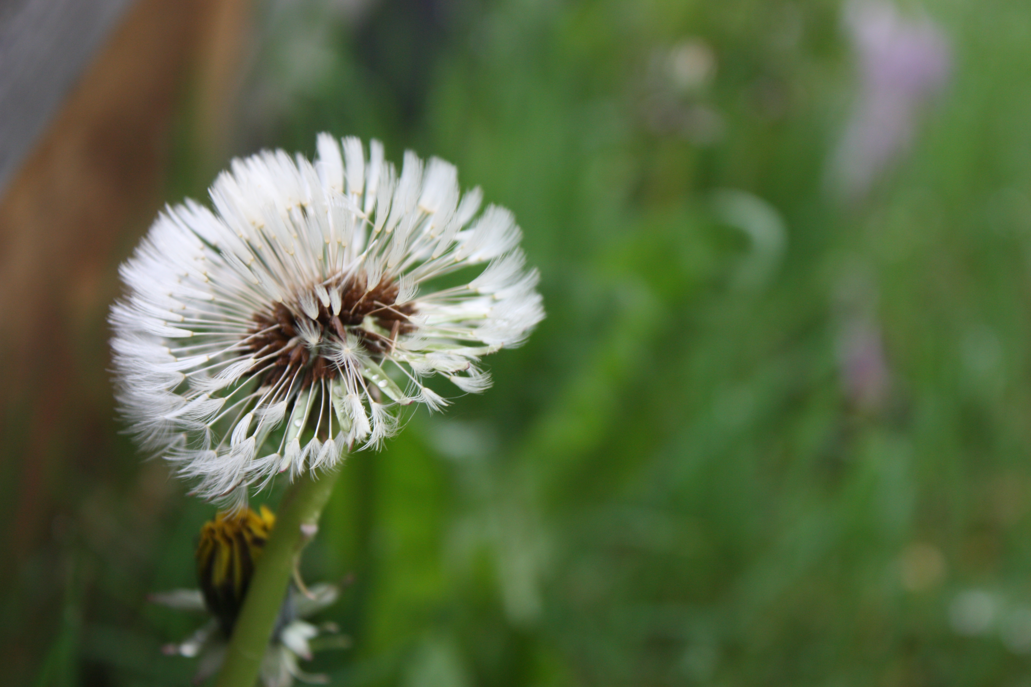 Pissenlit fruit - Les plantes dans tous les sens
